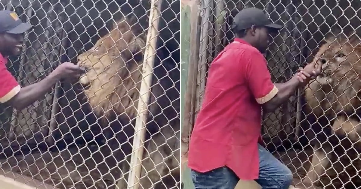 Leão arranca dedo de tratador depois deste ter metido a mão dentro da jaula