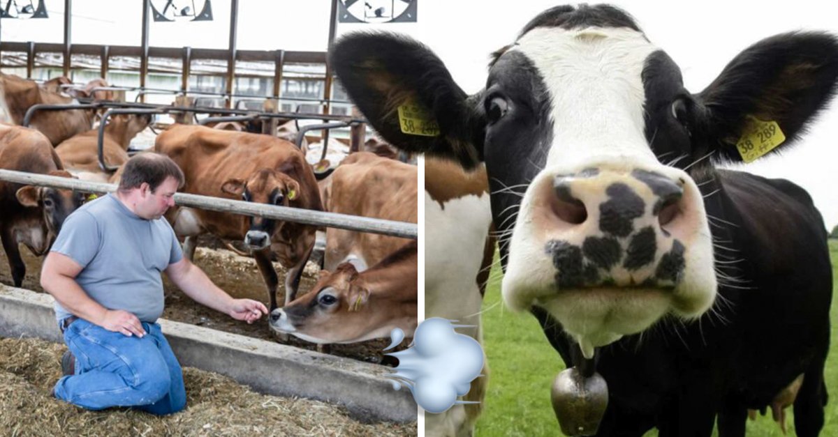 Agricultores terão de pagar impostos pelos peidos das suas vacas em 2025