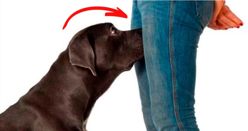Porque é que os cães gostam de cheirar por entre as pernas das pessoas?