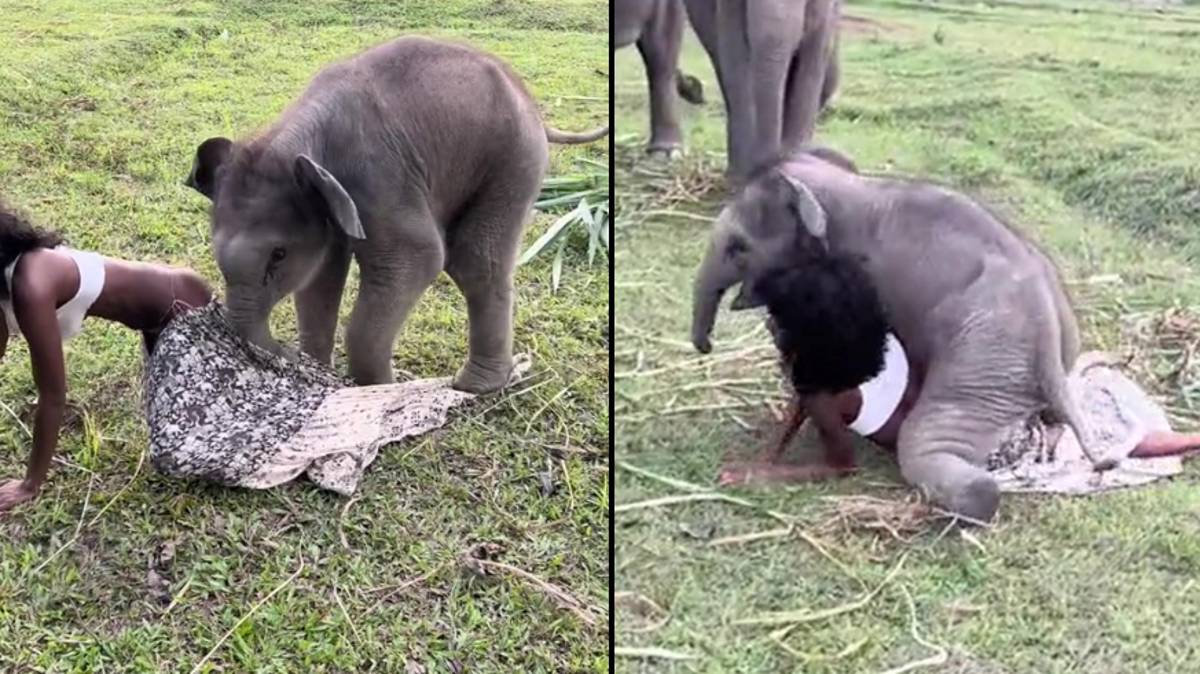 Elefante tenta "afiambrar" mulher num santuário animal